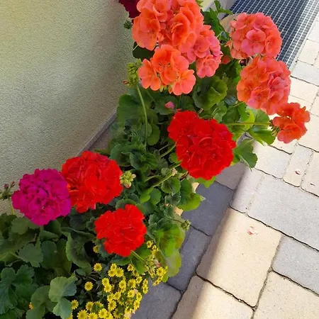 Agritur Belsogno *